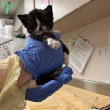 Smudge -  Domestic Short Hair Cat for Adoption in Murray, Utah - Smudge | PetCurious