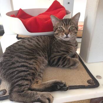 Messi -  Domestic Short Hair Cat for Adoption in Riverwoods, Illinois - Messi | PetCurious