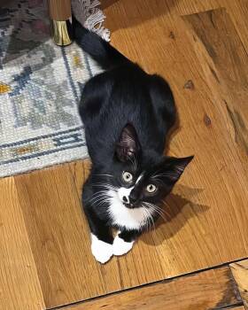Rescue Domestic Short Hair Cats for Adoption in Nashville, Tennessee - Benito | PetCurious