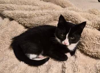 Rescue Tuxedo Cats for Adoption in Denver, Colorado - Dakota | PetCurious
