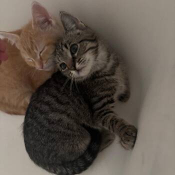 Maelstrom-C -  Domestic Short Hair Cat for Adoption in East St. Louis, Illinois - Maelstrom-C | PetCurious