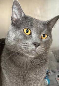 Domestic Short Hair Cats Available for Adoption in Little Falls, Minnesota - Lucifer | PetCurious