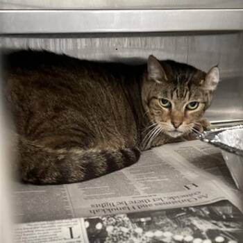 Domestic Short Hair Cats Available for Adoption in Long Beach, California - Zuma | PetCurious