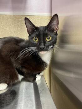 Carla -  Domestic Short Hair Cat for Adoption in Vancouver, Washington - Carla | PetCurious