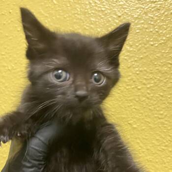 Poe -  Domestic Short Hair Cat for Adoption in Keizer, Oregon - Poe | PetCurious