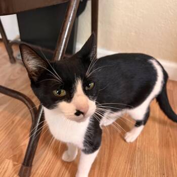 Lin -  Domestic Short Hair Cat for Adoption in Vallejo, California - Lin | PetCurious