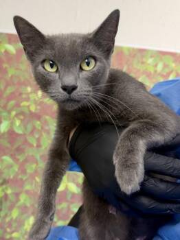 Marge -  Domestic Short Hair Cat for Adoption in San Antonio, Texas - Marge | PetCurious