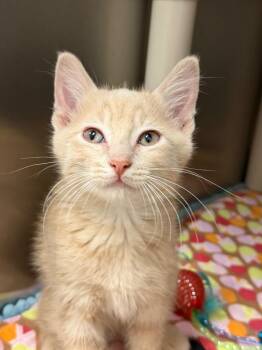 Fred -  Domestic Short Hair Cat for Adoption in Amery, Wisconsin - Fred | PetCurious