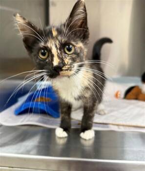 BEASTIE -  Domestic Medium Hair Cat for Adoption in Baytown, Texas - BEASTIE | PetCurious