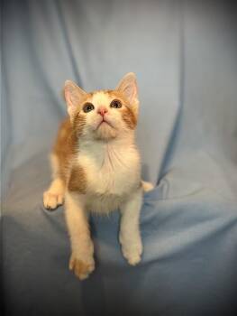 Ginger -  Domestic Short Hair Cat for Adoption in Green Valley, Arizona - Ginger | PetCurious