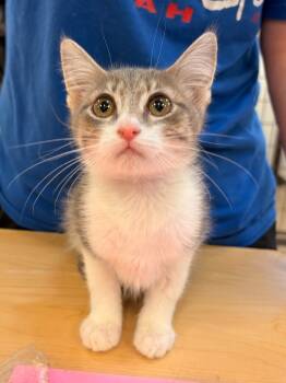 Rescue Domestic Short Hair Cats for Adoption in Heber City, Utah - Jacob | PetCurious