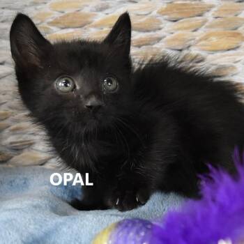 Opal -  Domestic Short Hair Cat for Adoption in Salt Lake City, Utah - Opal | PetCurious