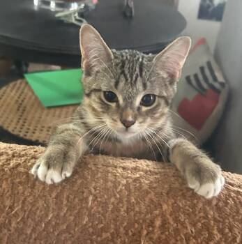 Poppy JRy -  Domestic Short Hair Cat for Adoption in Greenville, South Carolina - Poppy JRy | PetCurious