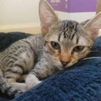 Lilly -  Domestic Short Hair Cat for Adoption in Vallejo, California - Lilly | PetCurious