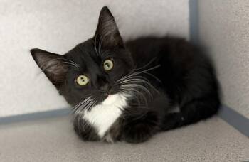 Jasper -  Domestic Medium Hair Cat for Adoption in Gardnerville, Nevada - Jasper | PetCurious