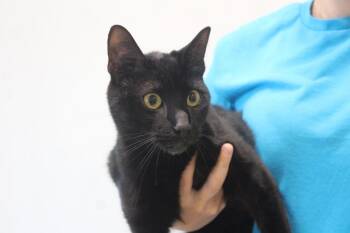 Tommy -  Domestic Short Hair Cat for Adoption in Chestertown, Maryland - Tommy | PetCurious