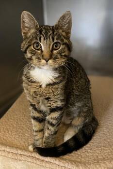 Lunamae -  Domestic Short Hair Cat for Adoption in Salinas, California - Lunamae | PetCurious