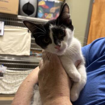 Beam of Light (bonded w/ Pepe) -  Domestic Short Hair Cat for Adoption in Wilmington, Delaware - Beam Of Light (bonded W/ Pepe) | PetCurious