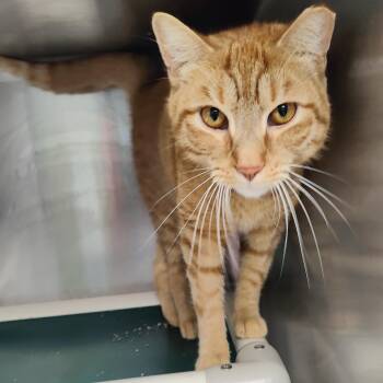 Buddy -  Domestic Short Hair Cat for Adoption in Jersey City, New Jersey - Buddy | PetCurious