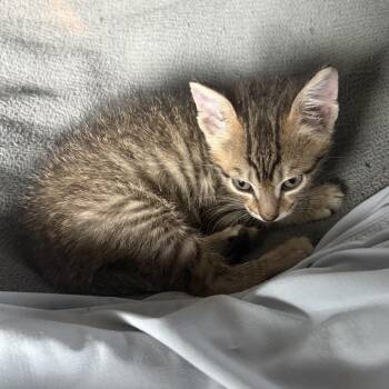 Justine -  Domestic Short Hair Cat for Adoption in San Antonio, Texas - Justine | PetCurious