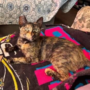 Tortie -  Domestic Short Hair Cat for Adoption in San Diego, California - Tortie | PetCurious
