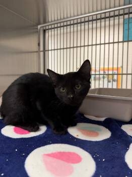 Orion -  Domestic Short Hair Cat for Adoption in Allen, Texas - Orion | PetCurious