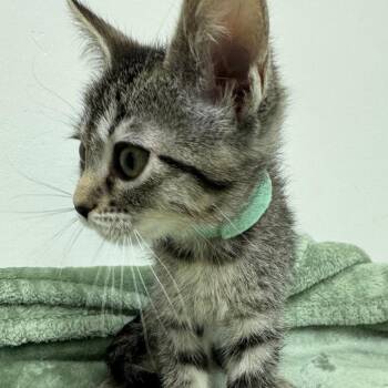 Domestic Short Hair Cats Available for Adoption in Los Angeles, California - Artemis | PetCurious