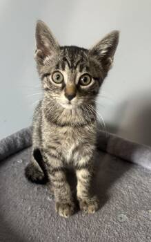 Tabby Cats Available for Adoption in Macomb, Michigan - Tilly | PetCurious