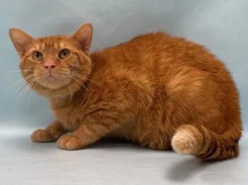 Kevin -  Domestic Short Hair Cat for Adoption in Minneapolis, Minnesota - Kevin | PetCurious