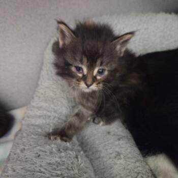 Thalassa -  Domestic Medium Hair Cat for Adoption in North Battleford, Saskatchewan - Thalassa | PetCurious