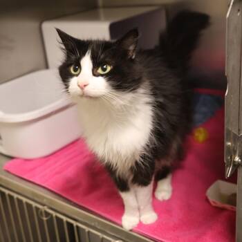 Domestic Medium Hair Cats Available for Adoption in Briarcliff Manor, New York - Lila | PetCurious