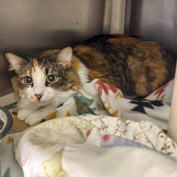 Domestic Long Hair Cats Available for Adoption in Kennebunk, Maine - Kiki | PetCurious