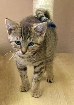 Cheetara -  Domestic Short Hair Cat for Adoption in Chalfont, Pennsylvania - Cheetara | PetCurious