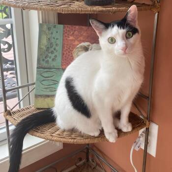 Jasmine -  Domestic Short Hair Cat for Adoption in Berkeley Springs, West Virginia - Jasmine | PetCurious