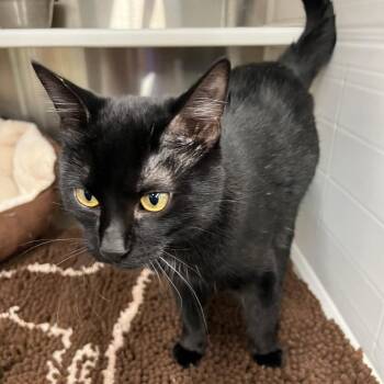 Mally -  Domestic Short Hair Cat for Adoption in Mount Vernon, Arkansas - Mally | PetCurious