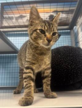 Tiger -  Domestic Short Hair Cat for Adoption in Gold Beach, Oregon - Tiger | PetCurious