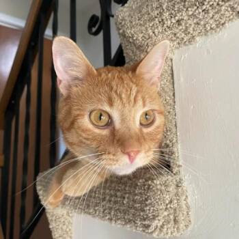 Optimus Prime -  Domestic Short Hair Cat for Adoption in Evanston, Illinois - Optimus Prime | PetCurious