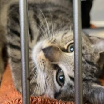 Avid 3 (purple collar) -  Domestic Short Hair Cat for Adoption in Baltimore, Maryland - Avid 3 (purple Collar) | PetCurious