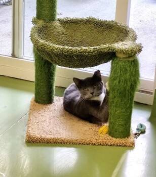 Rescue Domestic Short Hair Cats for Adoption in Batavia, Ohio - Milkshake | PetCurious