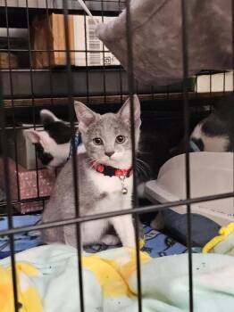 Mac -  Domestic Short Hair Cat Available for Adoption in Dorr, Michigan - Mac | PetCurious