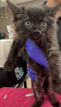 Ruler -  Domestic Short Hair Cat for Adoption in Westland, Michigan - Ruler | PetCurious