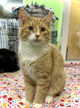 Chucky -  Domestic Short Hair Cat for Adoption in Estherville, Iowa - Chucky | PetCurious