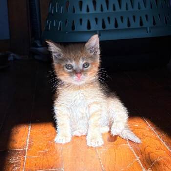Gallagher -  Domestic Short Hair Cat for Adoption in Bristol, Indiana - Gallagher | PetCurious