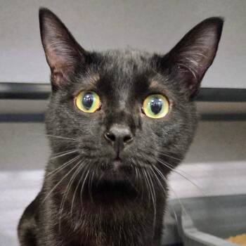 Pete -  Domestic Short Hair Cat for Adoption in Sheridan, Wyoming - Pete | PetCurious