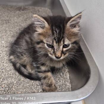 TXAC-Stray-20146 -  Domestic Medium Hair Cat for Adoption in Portland, Texas - TXAC-Stray-20146 | PetCurious