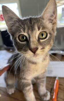 Skyla -  Domestic Short Hair Cat for Adoption in West Memphis, Arkansas - Skyla | PetCurious