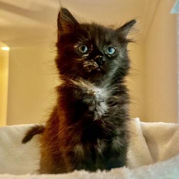 Mischief -  Domestic Medium Hair and Tortoiseshell Cat Available for Adoption in Knoxville, Tennessee - Mischief | PetCurious