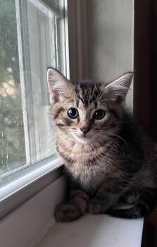 Nutty Buddy -  American Shorthair Cat for Adoption in Carnegie, Pennsylvania - Nutty Buddy | PetCurious