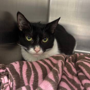 Rescue Domestic Short Hair Cats for Adoption in Grand Rapids, Michigan - Turtle | PetCurious