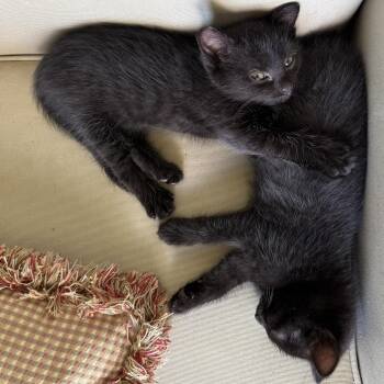 Red & Teal -  Domestic Short Hair and Bombay Cat for Adoption in UNIVERSITY PA, Maryland - Red & Teal | PetCurious